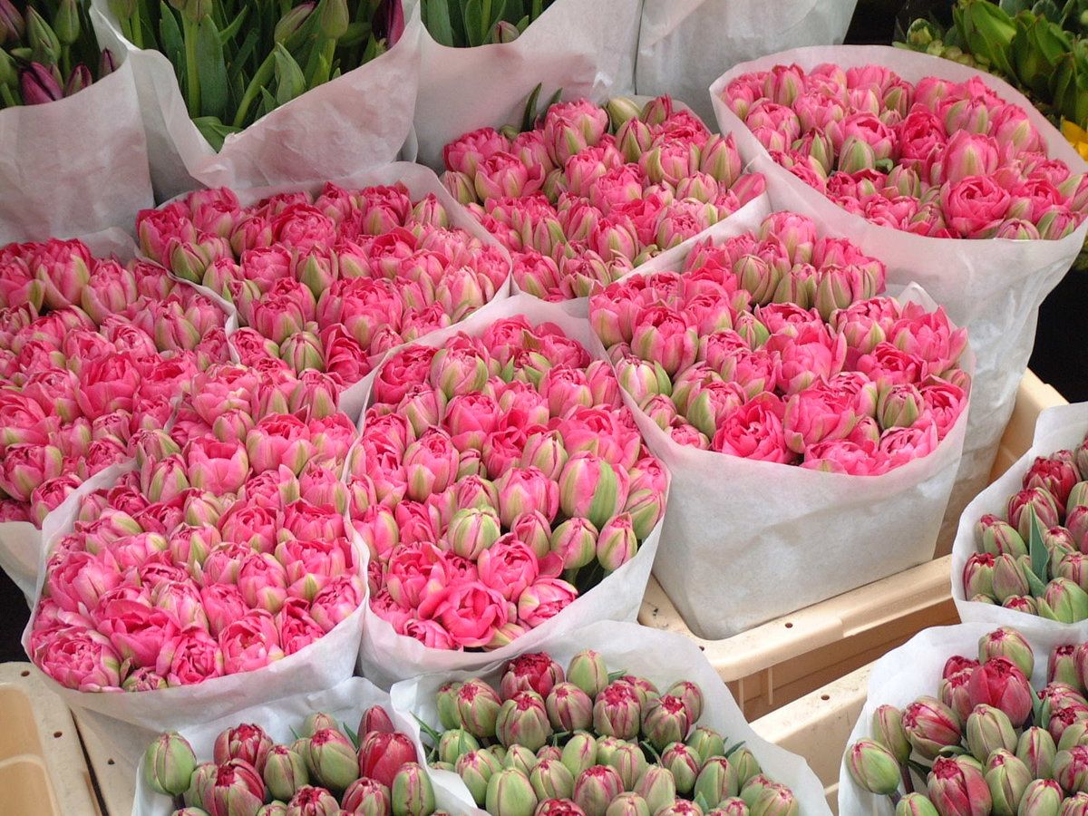 Рижский рынок цветов пионы