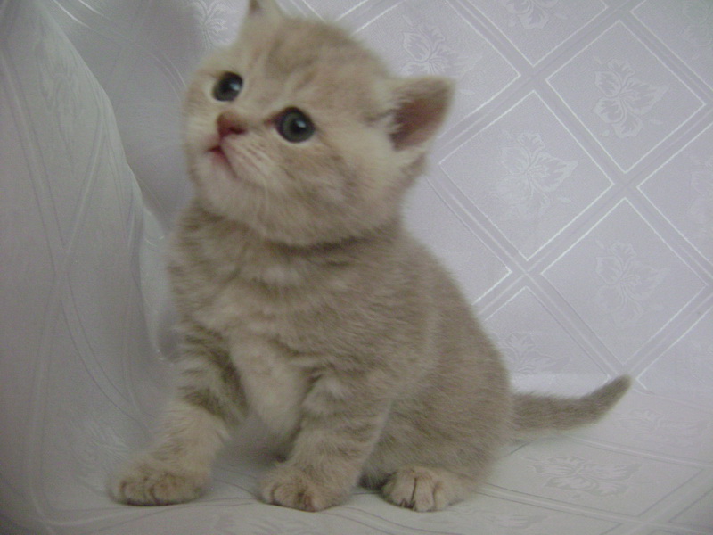 Купить кошку в беларуси. Лиловый мрамор шотландцы. Лиловый мрамор шотландцы котята. Британские котята лиловый мрамор. Шотландские кошки лиловый мрамор.