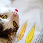 Бармалей - добродушный кот в дар
