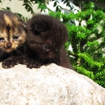Скоттиш фолд котята чёрного и черепахового окраса.