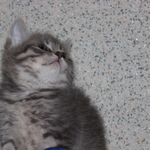 Британская кошка голубой пятнистый серебристый табби.