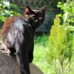 Британский котёнок кот окрас чёрный в Минске.
