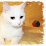 Алиса - белоснежная кошка выразительным взглядом