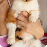 Мягкая нежная трехцветная красавица-кошка Марфуша 1, 5 года