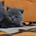 Продаются Британские короткошерстные котята,  мальчик и девочка.