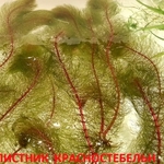 Перестолистник красностебельный -- аквариумное растение и другие...