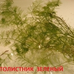 Зеленый перестолистник -- аквариумное растение и много других...