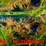 Ротала -- аквариумное растение и много разных растений.