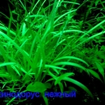 Эхинодорус тенелиус - аквариумное растение и другие разные растения. 