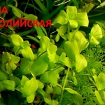 Бакопа австролийская - -- аквариумное растение и много разных растений