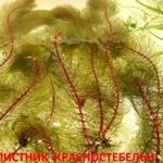 Перестолистник красностебельный -- аквариумное растение и много других
