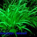 Эхинодорус тенелиус - аквариумное растение и другие разные растения-
