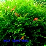 Мох крисмас ---- аквариумное растение и другие растения... 
