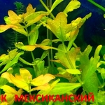 Дубок мексиканский -- аквариумное растение... и много других аквариумных