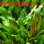 Криптокорина -- аквариумное растение и другие разные растения.