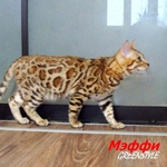 Породистые бенгальские котята недорого