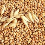Фуражная пшеница 2-5 класса
