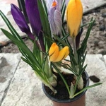 Продажа цветов с доставкой по Минску: крокусы,  примулы,  тюльпаны