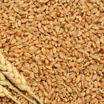 Пшеница,  купить зерно в Минске с Доставкой