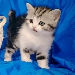Котята девочки шотландские.