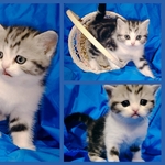 Шотландский котенок.