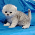 Котята шиншиллята, шотландские.