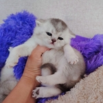 Шотландские котята в резерв.