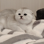 Породистые шотландские котята, большой выбор.