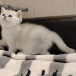 Шотландские прямоухие котята.