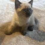 Шотландский котенок.