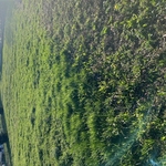 Продам участок земли в деревне Марьяливо