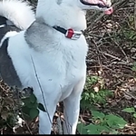 Продаются щенки западно сибирской лайки