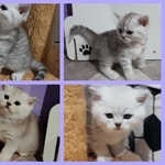 Котята шотландские.шиншиллята.