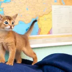 Продаются абиссинские котята
