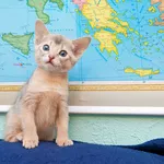 продается абиссинский котенок