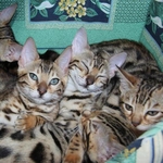 бенгальские котята