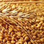 Зерновые культуры: пшеница,  ячмень,  рожь,  овес,  тритикале и другие. 