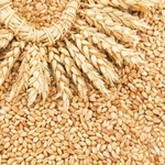 Пшеница продовольственная 4 класса
