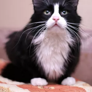 Потрясающей красоты молодой кот Томас в дар!