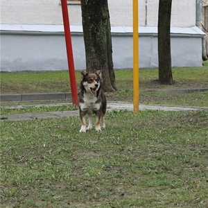 Отдам кобеля,  желательно в деревню