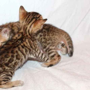 Бенгальские котята- минилеопардики