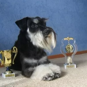 Вязку предлагает импортированный кобель цвергшнауцера.