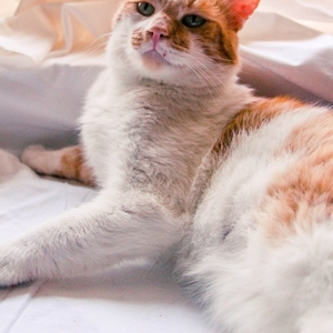 Лаки - кот солнечного цвета