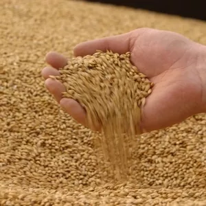 Закупаем зерно фуражное (Пшеница,  Ячмень)
