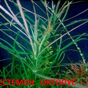 Погестемон октопус -- аквариумное растение и другие растения...