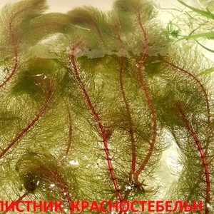Перестолистник красностебельный -- аквариумное растение и еще.