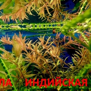 Ротала --- аквариумное растение и много разных растений....