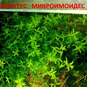 Хемиантус микроимоидес - аквариумное растение и много других растений