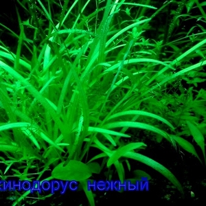 Эхинодорус тенелиус --- аквариумное растение и др. разные растения.