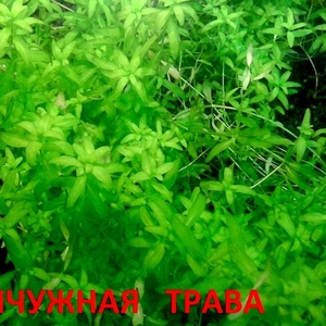 Жемчужная трава - - аквариумное растение и много других растений
